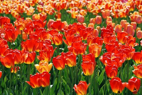 07_cervene tulipany