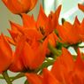 05_oranzove tulipany