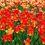 07_cervene tulipany